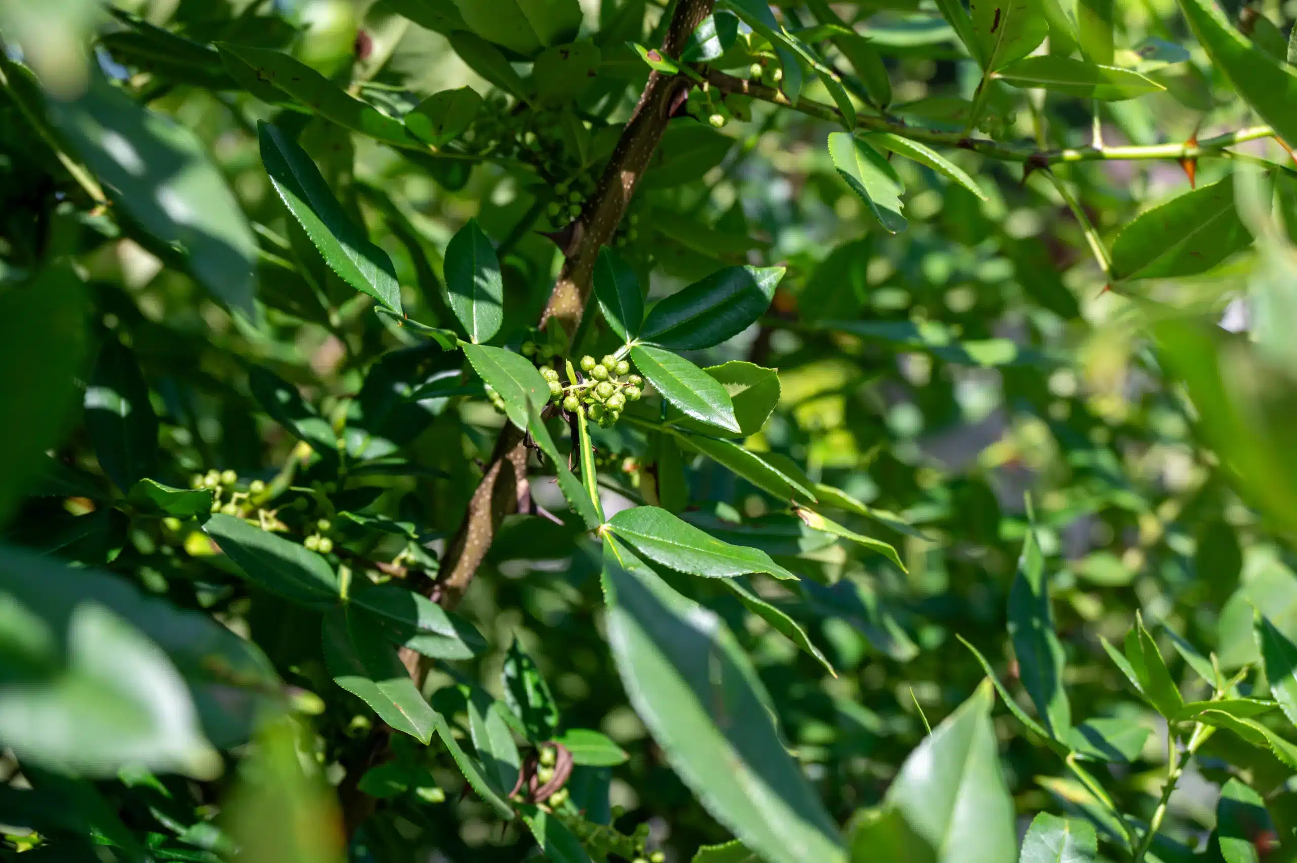 Gros plan d'une branche d'arbre avec des feuilles vertes et de petites baies ou bourgeons non mûrs, entourée d'un feuillage dense en plein soleil.