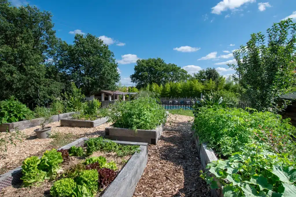 Des lits de jardin surélevés remplis de divers légumes et plantes vertes, entourés de chemins en copeaux de bois, sous un ciel bleu lumineux avec des nuages et des arbres épars à l'arrière-plan.