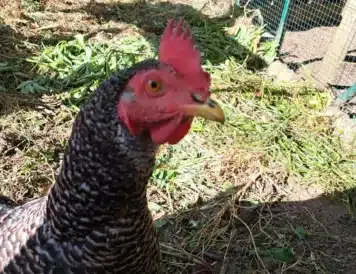 Gros plan d'un poulet tacheté noir et blanc avec un peigne rouge, debout sur de l'herbe et de la terre éclairées par le soleil, près d'une clôture en fil de fer.