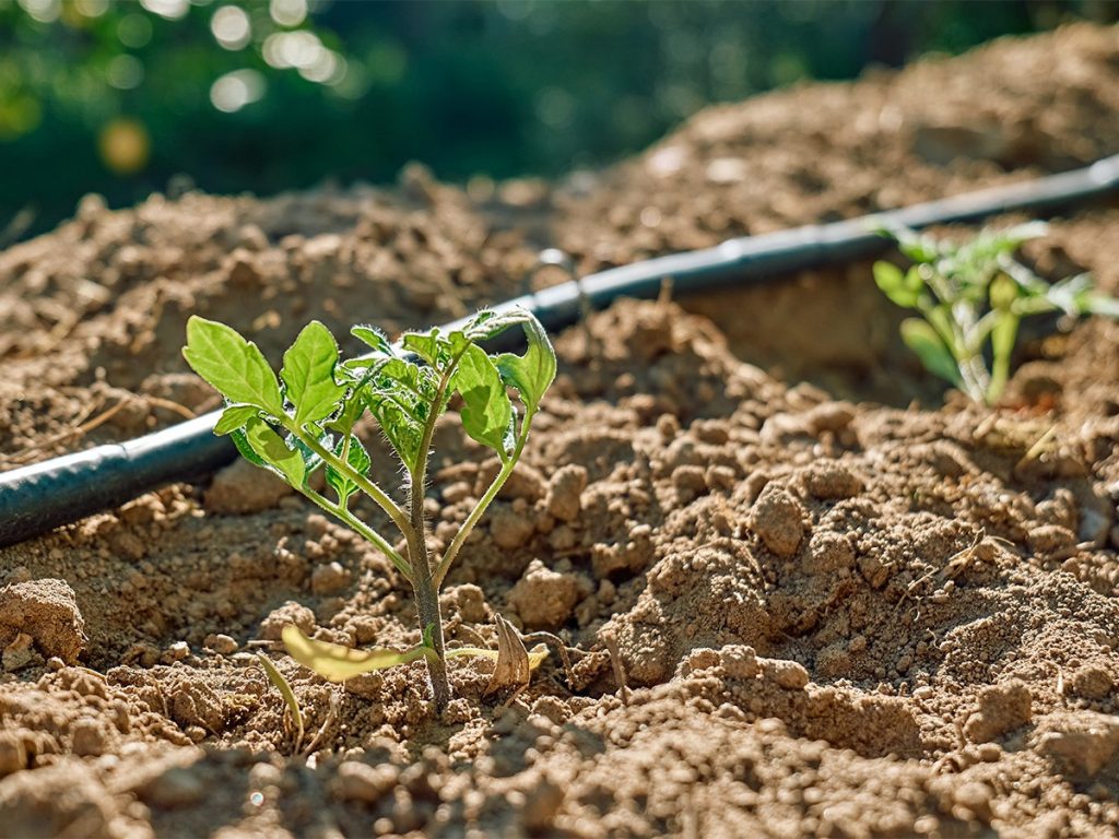Une jeune plante verte pousse dans un sol sec et brun, avec un tuyau d'irrigation noir en arrière-plan. La lumière du soleil met en valeur les feuilles et le sol, suggérant un jardin extérieur ou une ferme.