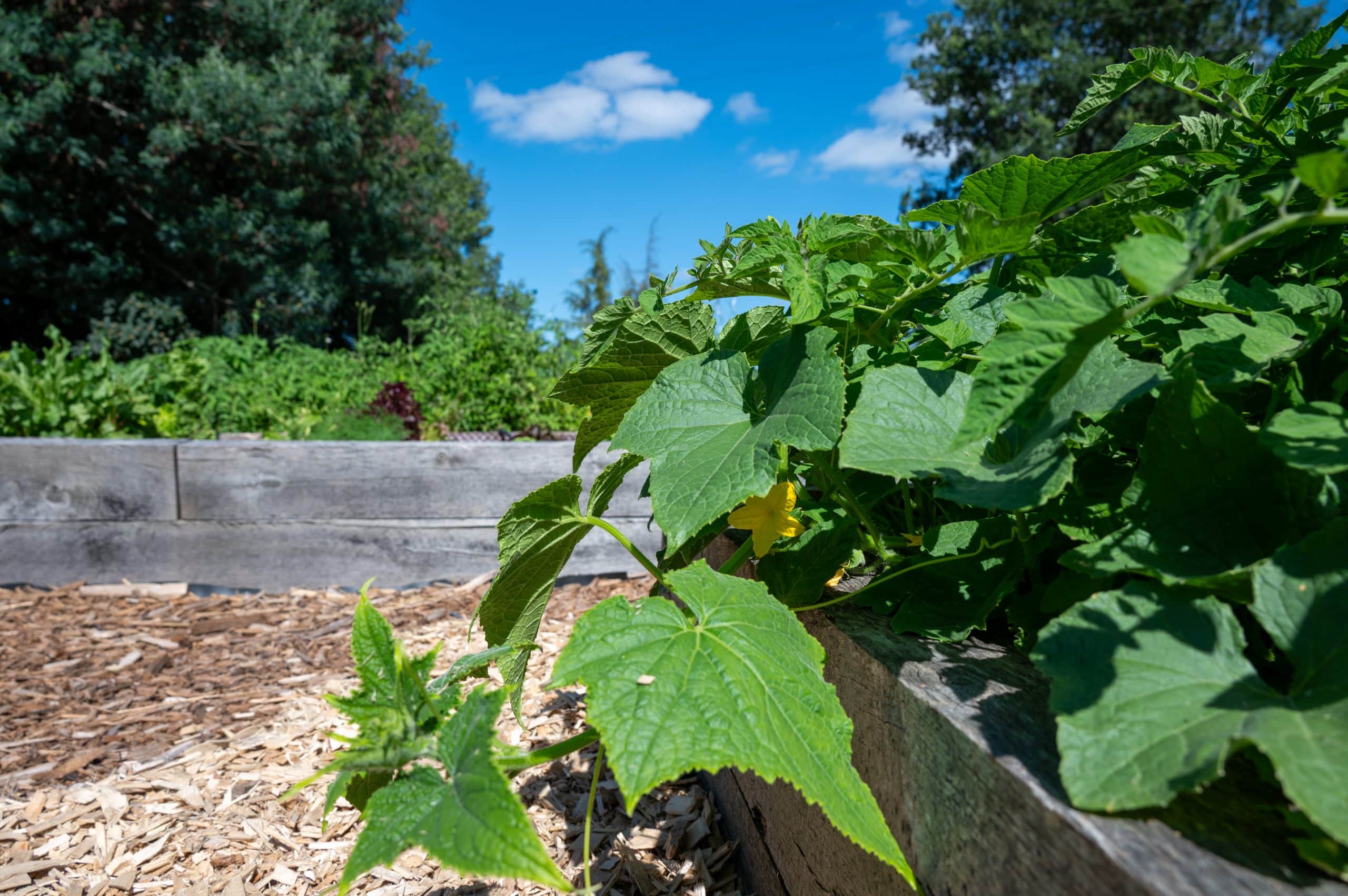 Gros plan sur des plantes vertes et feuillues poussant dans un jardin surélevé en bois, avec des copeaux de bois sur le sol et des arbres en arrière-plan, sous un ciel bleu clair avec des nuages épars.