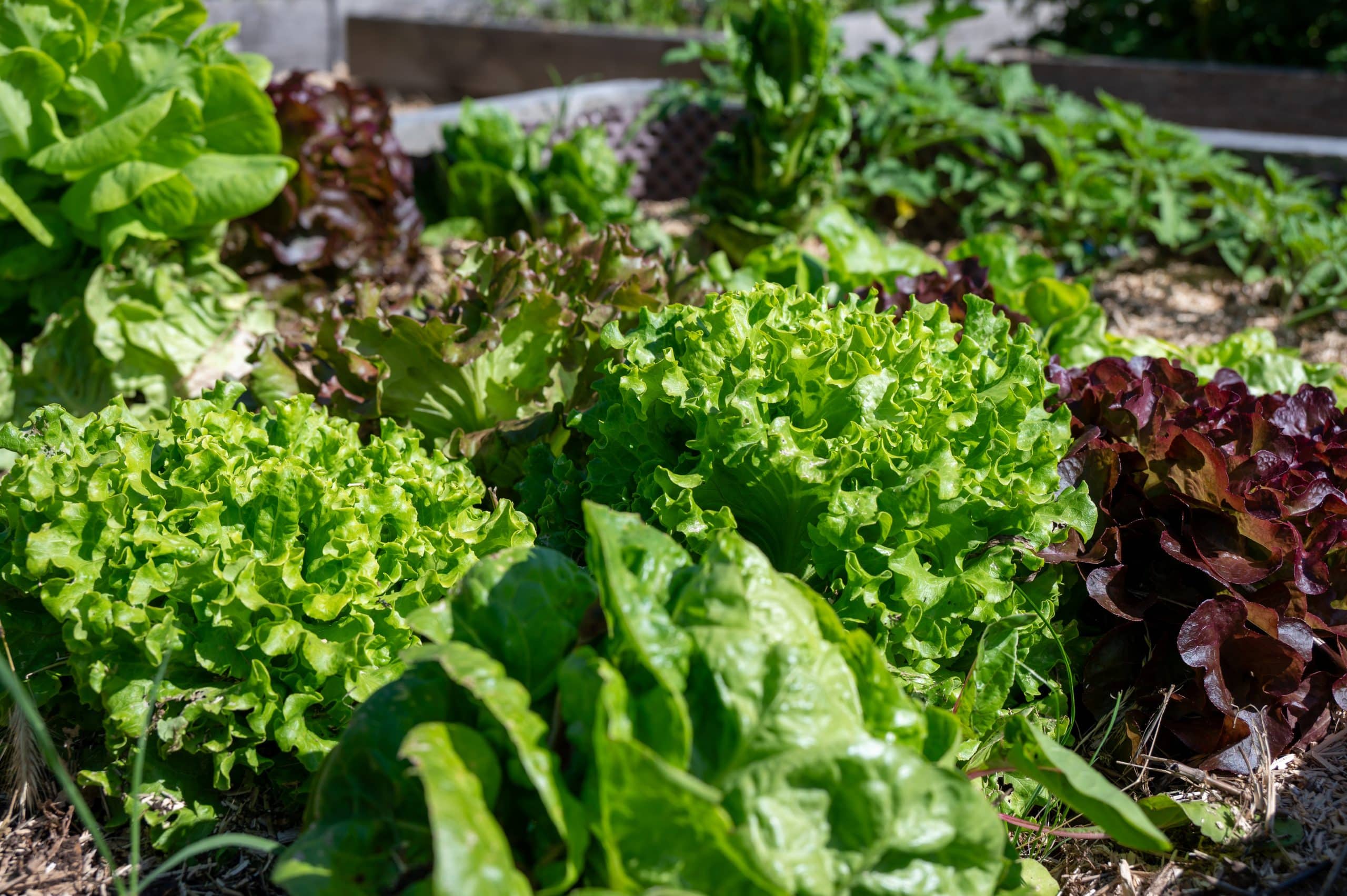 Une plate-bande remplie de diverses laitues vertes et rouges poussant au soleil, entourée de terre et de paillis.