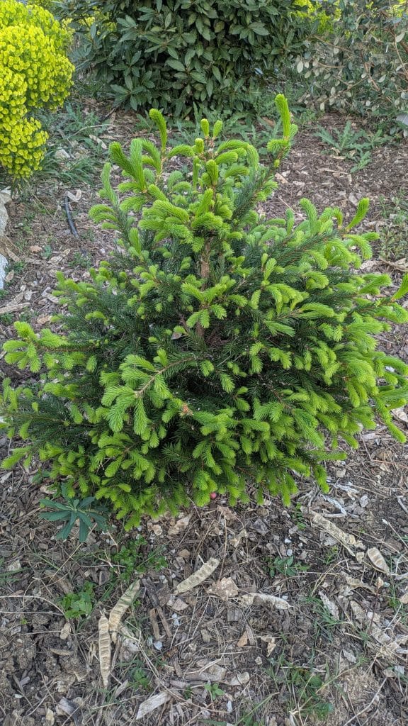 Petit épicéa du jardin de L'Escapade Nature et Gourmande bon pour la santé et bon pour le goût avec des bourgeons