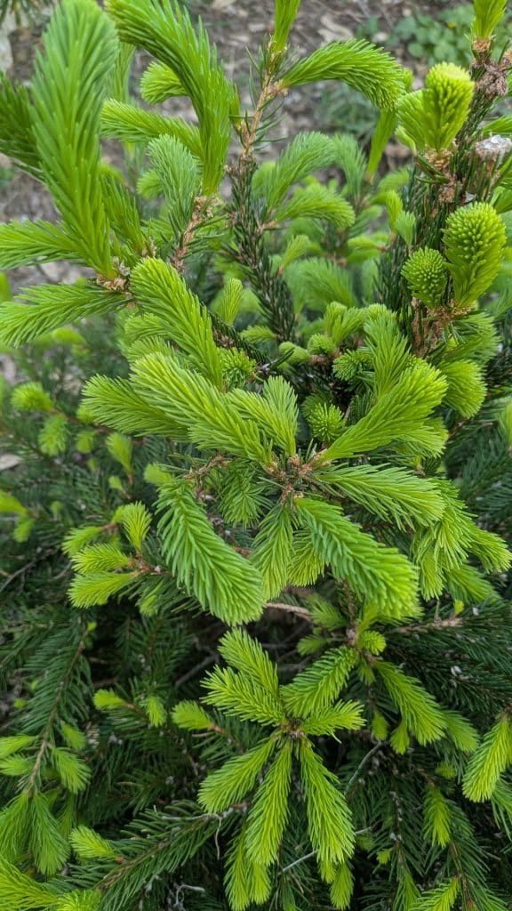 Jeunes pousses d'épicéa au printemps une utilisation autant pour ses bienfaits que pour son goût
