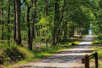 Foret de bouconne