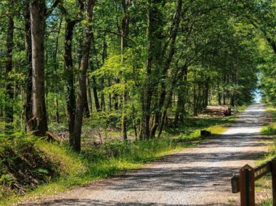 Foret de bouconne