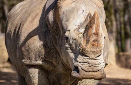 parc safari rhino